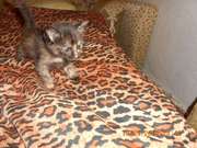 Отдам котенка в добрые руки  