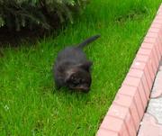 ОТДАМ КОТЕНКА В ХОРОШИЕ РУКИ