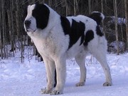 Продам собаку породы Алабай