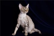 Продаются котята девон-рекса