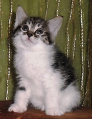 подрощенный котик и кошечка курильского бобтейла