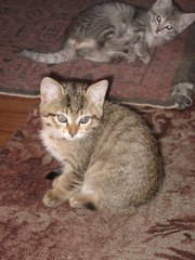 Котенок-девочка ищет хозяина