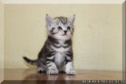 Продам недорого Шотландскую кошечку