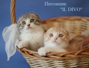 Продам вислоухих котят