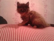 Отдам даром красивых котят