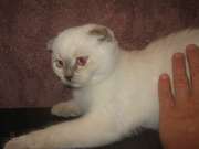 Шотландская кш вислоухая кошка
