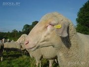 продам жирных баранов меринос 