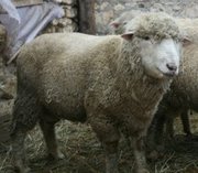 бараны (тохты) в наличии 50 голов