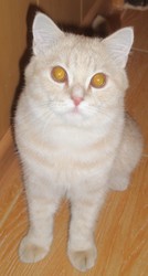 Продам красивого кота британца
