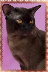 Европейская бурма (котята)