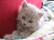 Приму в дар котенка белую,  девочку можно и новорожденную.             