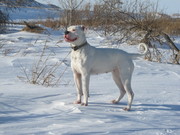 американский бульдог щенки