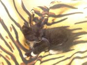 Черный игривый котенок
