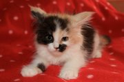  Котята мейн-кунята метисы 