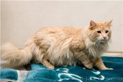 продам котят норвежской лесной кошки