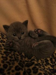 Британцы котята