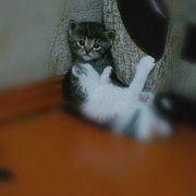 котята