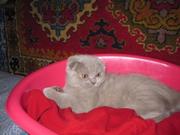Продаётся вислоухий плюшевый котенок с отличными ушами.