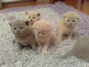 Продам британских и шотландских вислоухих котят