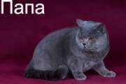  Предыдущая 1 из 5 Следующая [+]  Британские котята