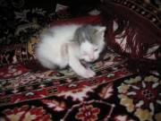 Дарю котенка 