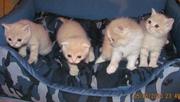 Продам шотландских вислоухих котят г. Алматы