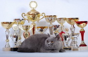 Британский котенок недорого из питомника 