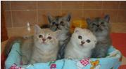 Элитные британские котята 