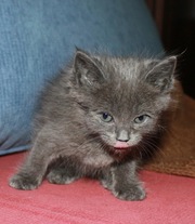 Отдам котёнка в добрые и заботливые руки !!!!!!!!!!!!!
