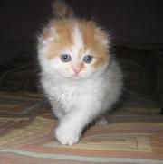 Шотландские вислоухие котята