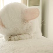 Отдам даром плюшевого котенка!