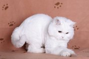 продам котят с родословной  